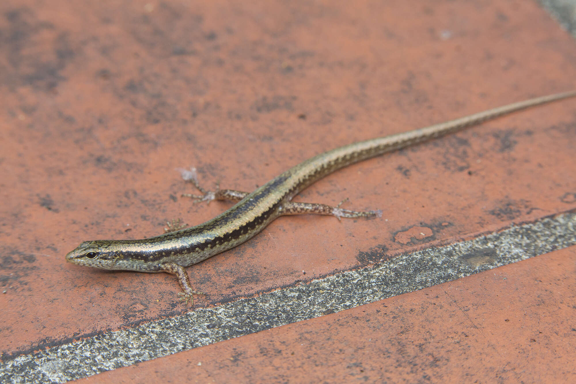 Sphenomorphus maculatus (Blyth 1853) resmi