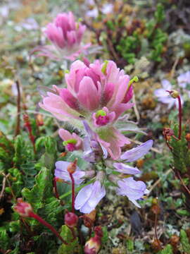 Image of elegant Indian paintbrush