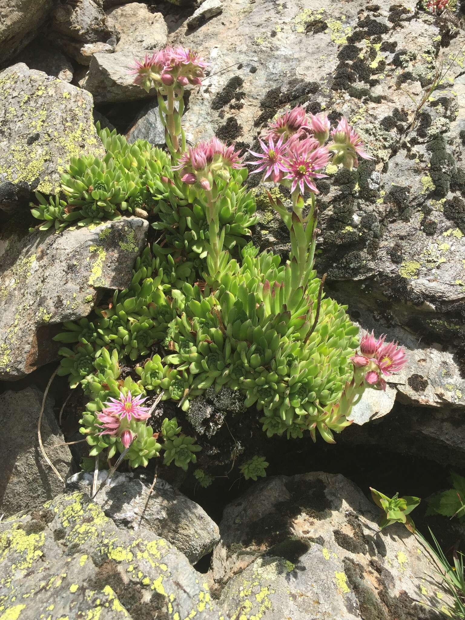 Image of Sempervivum montanum L.