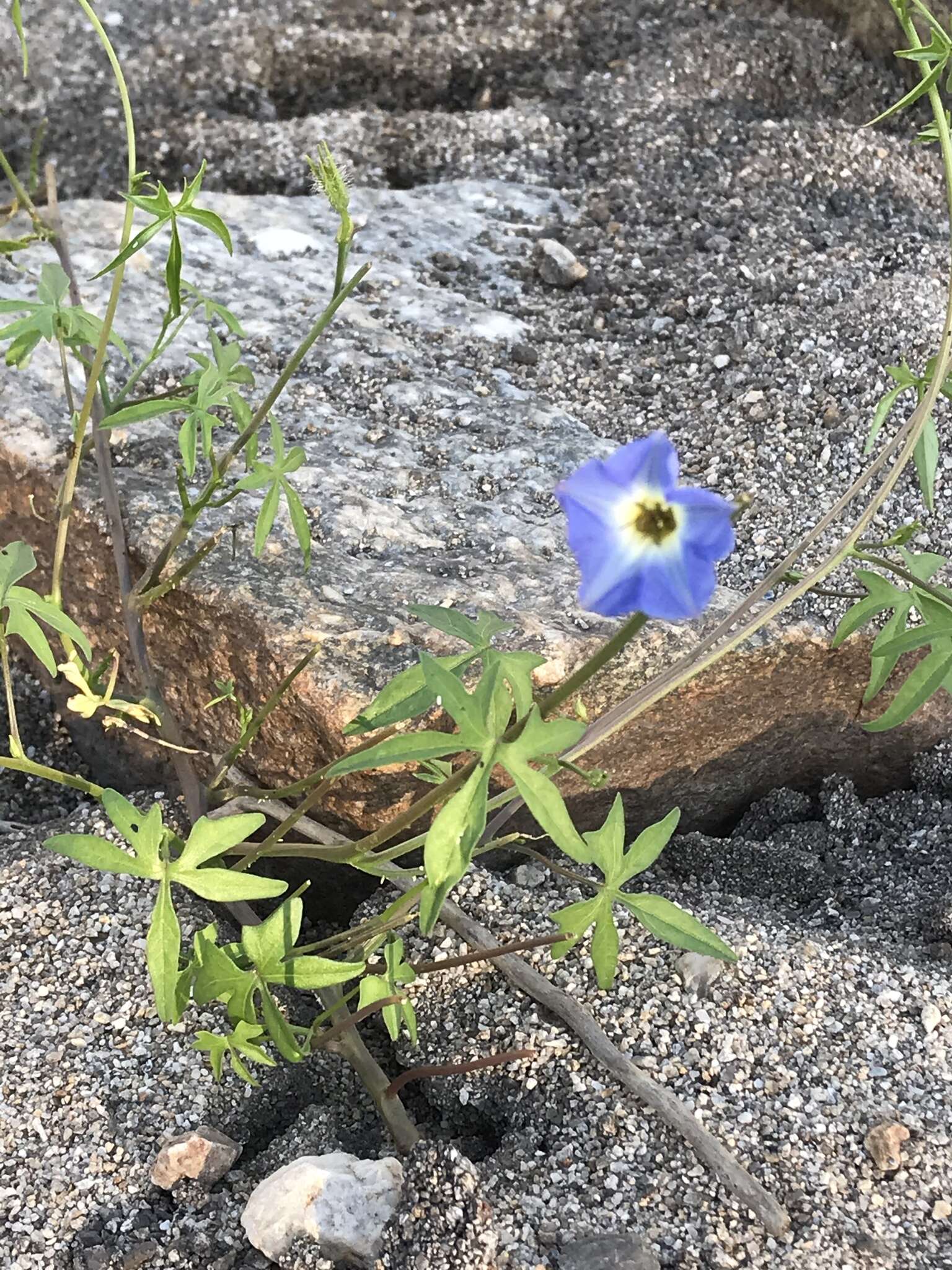 Image de Ipomoea barbatisepala A. Gray