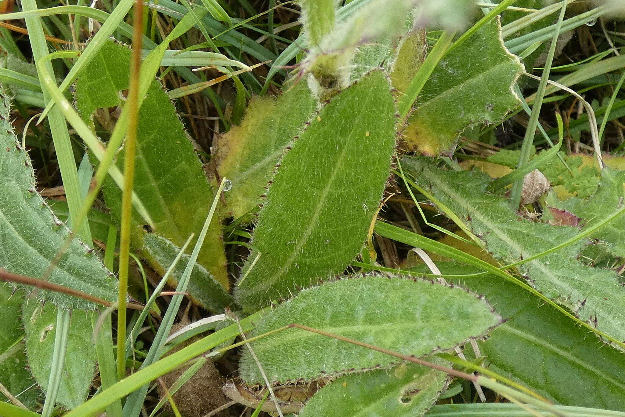 Image of meadow thistle