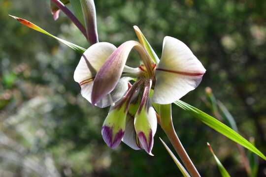 Imagem de Gladiolus orchidiflorus Andrews