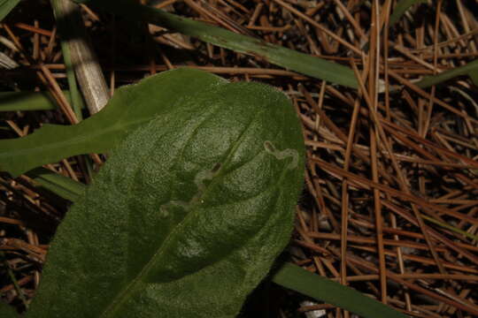 Image of Phytomyza syngenesiae (Hardy 1849)