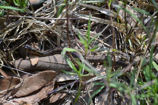 Image of Longtail Alpine Garter Snake