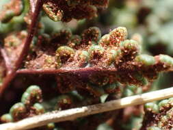 Image de Oeosporangium hispanicum (Mett.) Fraser-Jenk. & Pariyar