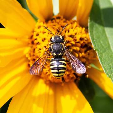 Imagem de Paranthidium jugatorium (Say 1824)