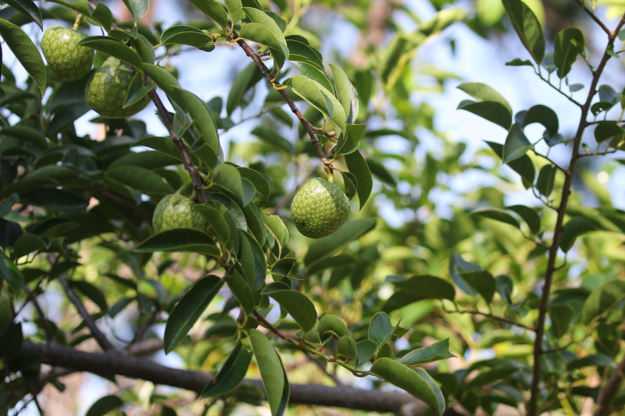 Слика од Annona glabra L.