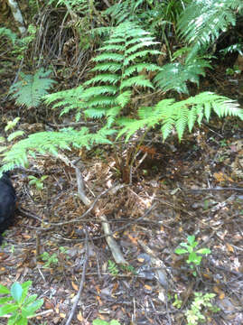 Image of Dicksonia lanata subsp. hispida (Colenso) Perrie & Brownsey