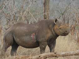 Image of Black Rhinoceros