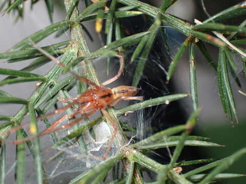 Слика од Cheiracanthium gracile L. Koch 1873