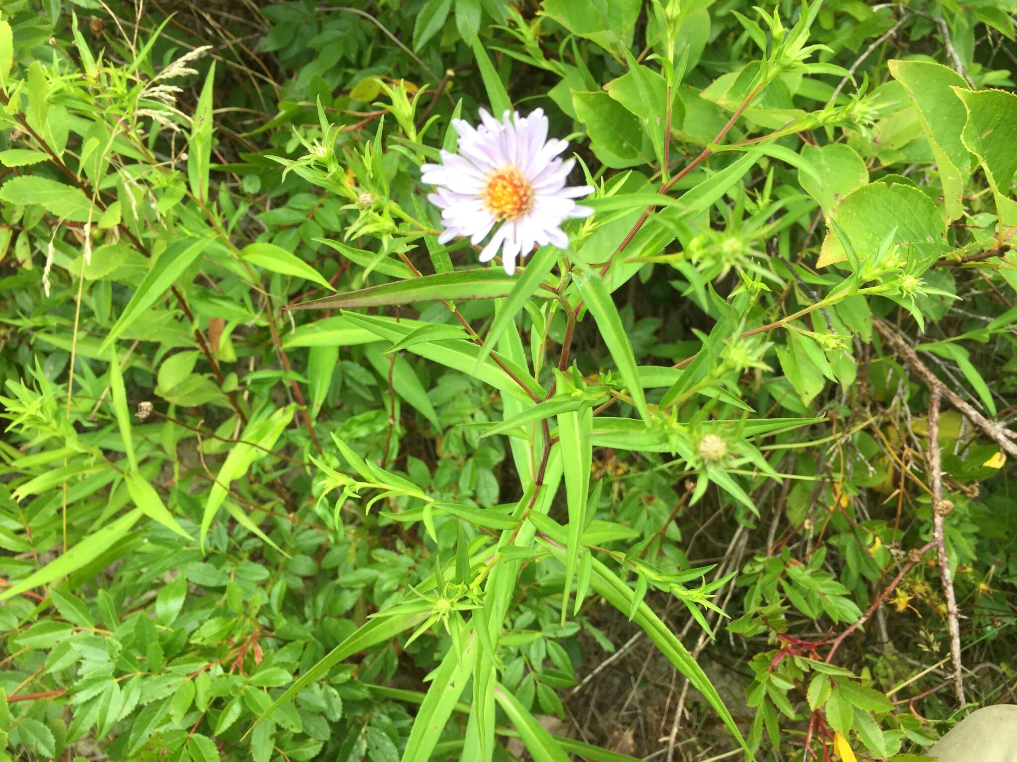 Image of New York aster