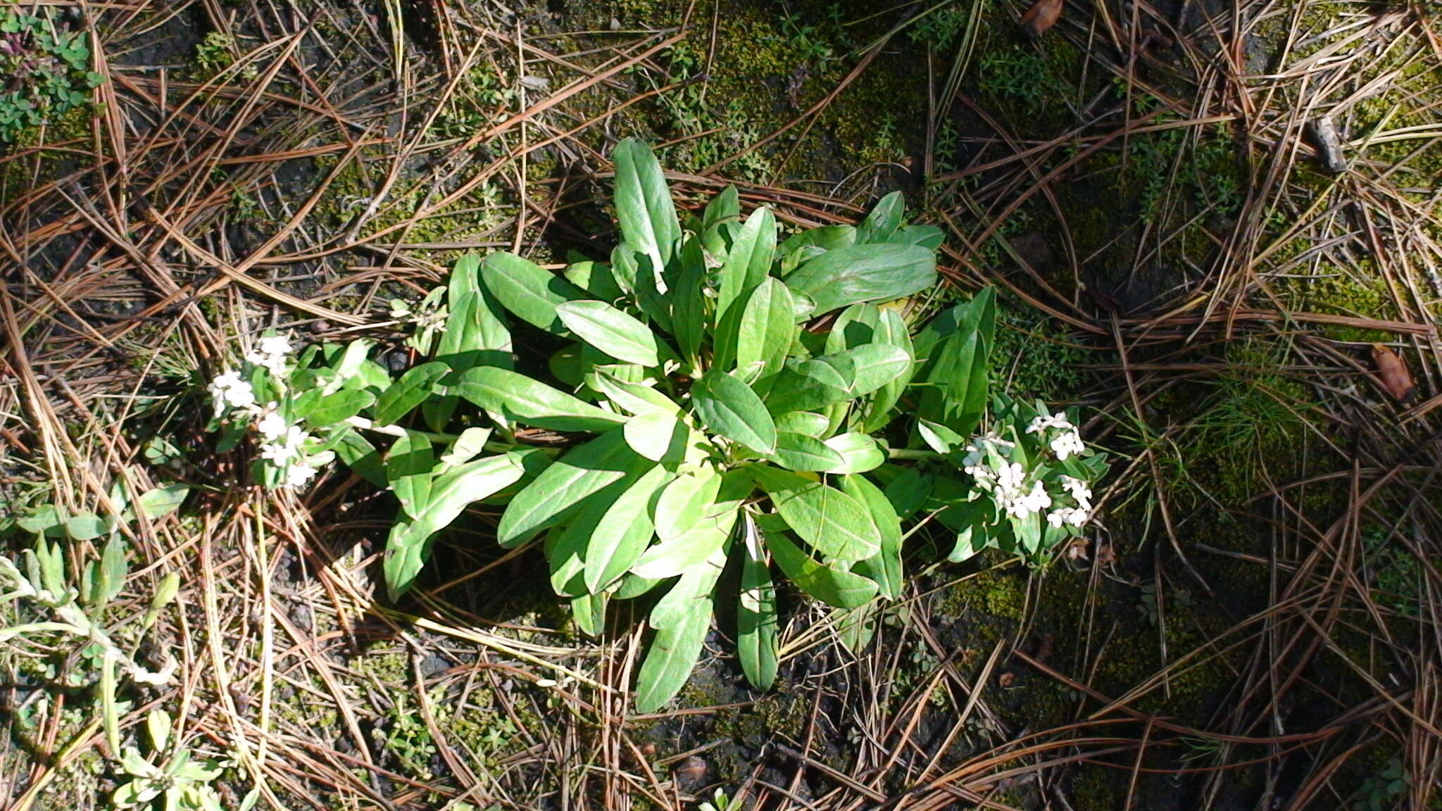 Image of Lithospermum distichum Ortega