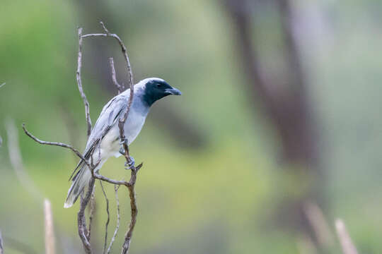 Image of Black-faced Cuckoo-shrike