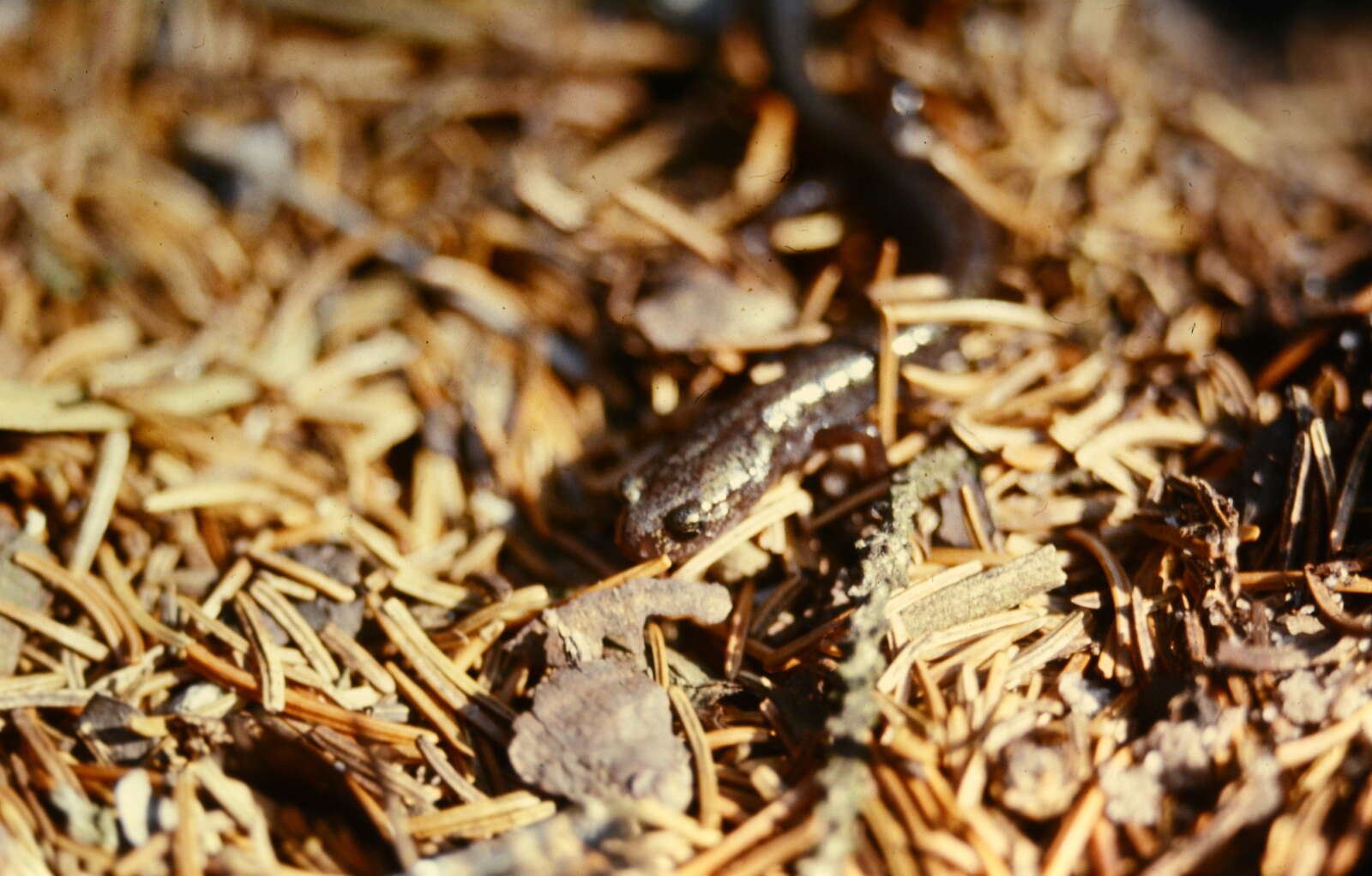 Image of Cheat Mountain salamander