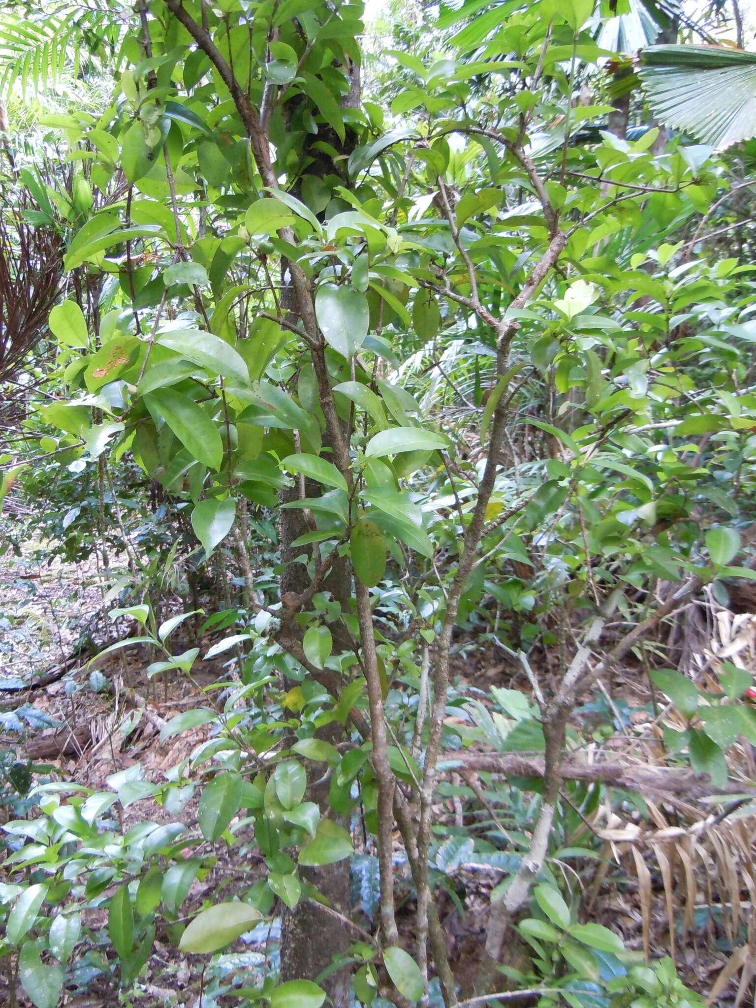 صورة Ixora biflora Fosberg