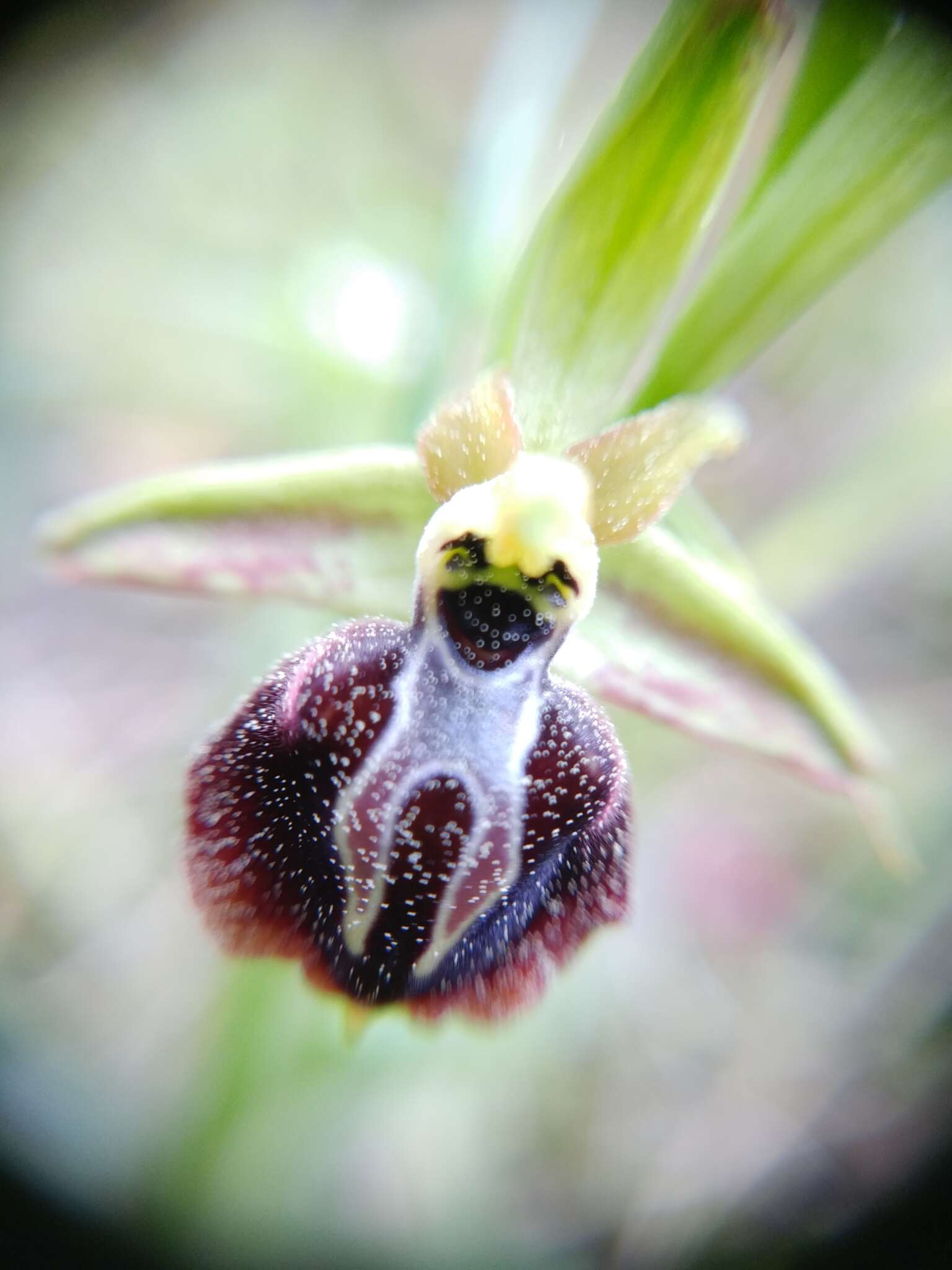 Image of Ophrys sphegodes subsp. aesculapii (Renz) Soó ex J. J. Wood