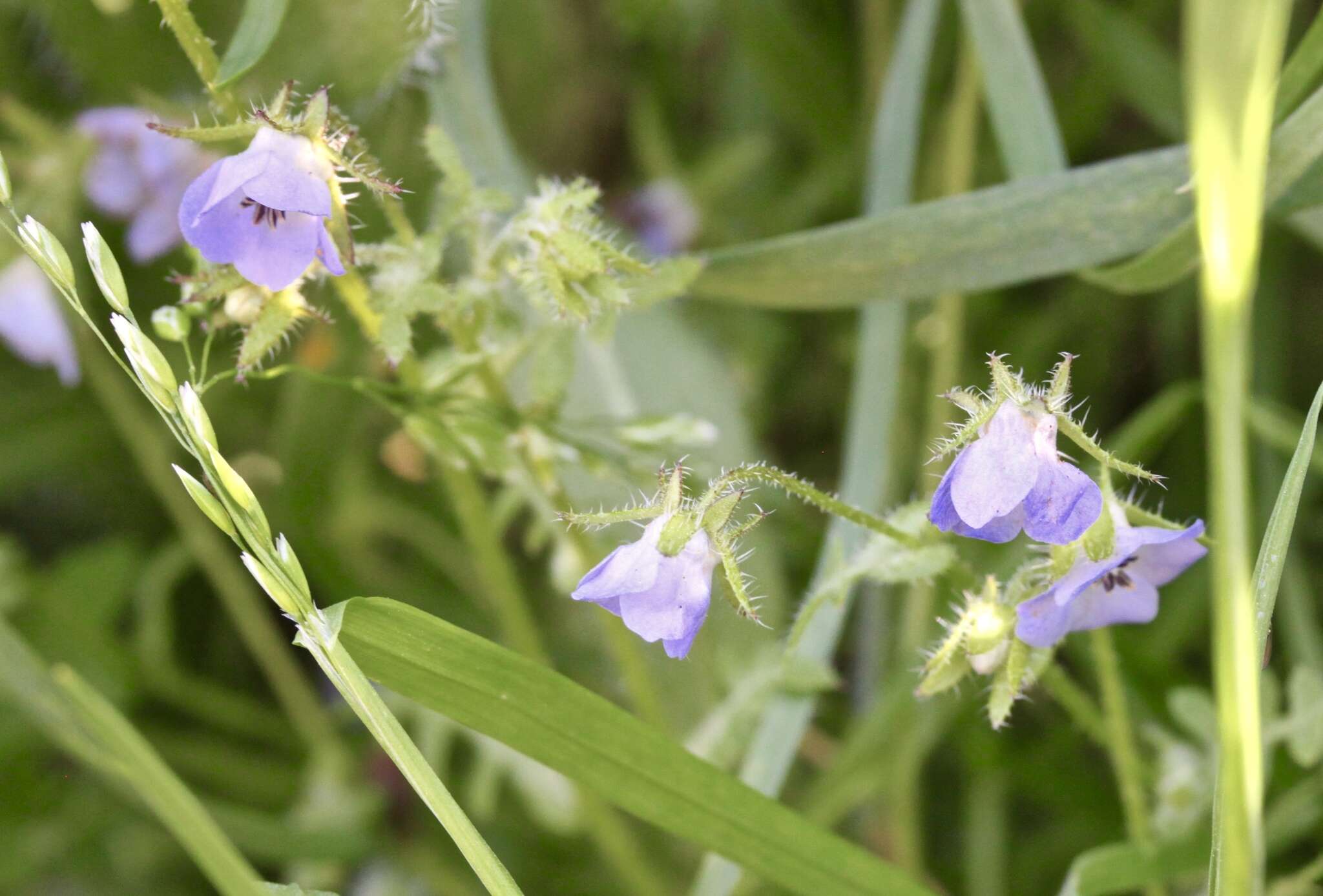 صورة Pholistoma auritum var. arizonicum (M. E. Jones) Constance