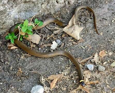 Image of Bocourt's Black-headed Snake