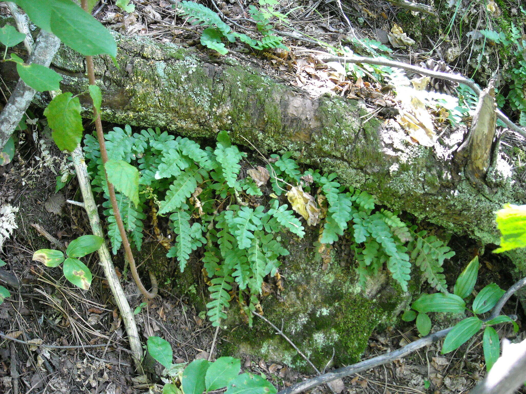 Sivun Polypodium saximontanum Windham kuva