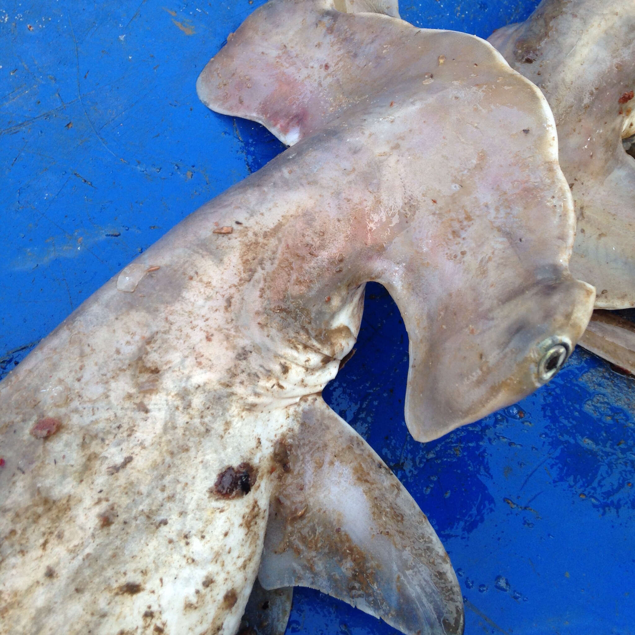 Image of hammerhead sharks