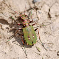 Sivun Cicindela (Cicindela) campestris campestris Linnaeus 1758 kuva