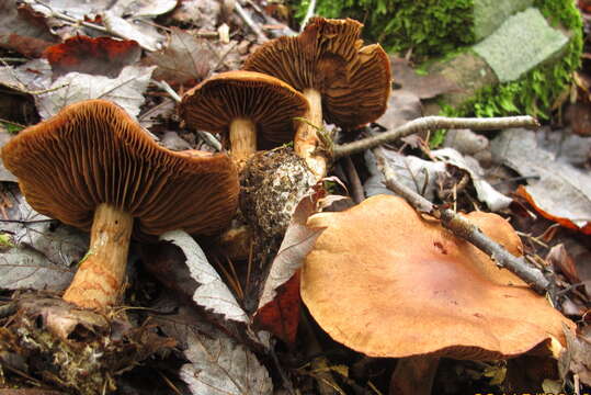 Image of Cortinarius armillatus (Fr.) Fr. 1838