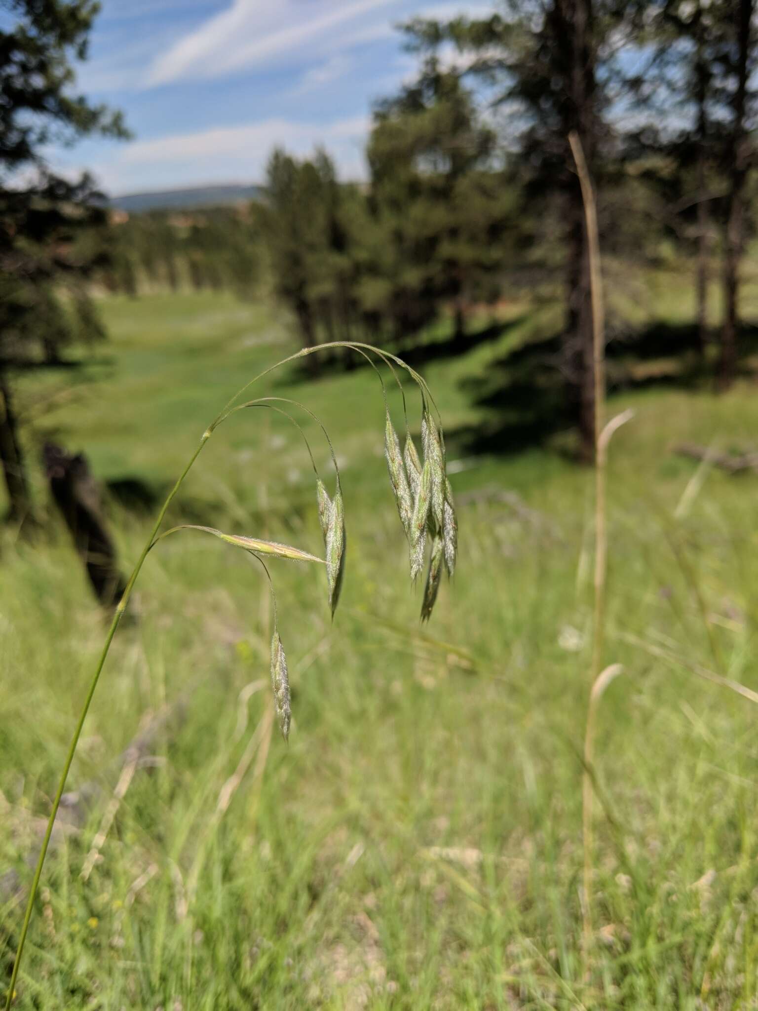 Plancia ëd Bromus porteri (Coult.) Nash