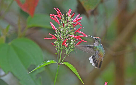 Image of Tolima Blossomcrown