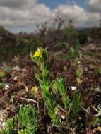 Plancia ëd Linaria arenaria DC.