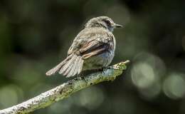 Image of Sooty Tyrannulet