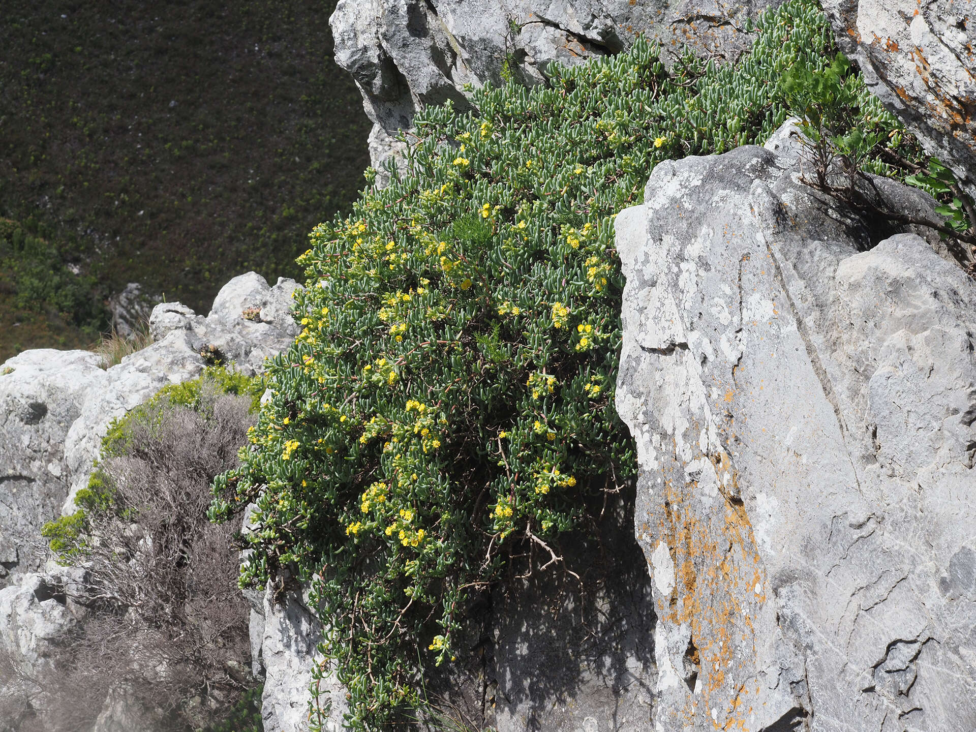 Image of Scopelogena verruculata (L.) L. Bol.