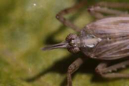 Image de Scolops californica Lawson & Beamer 1930