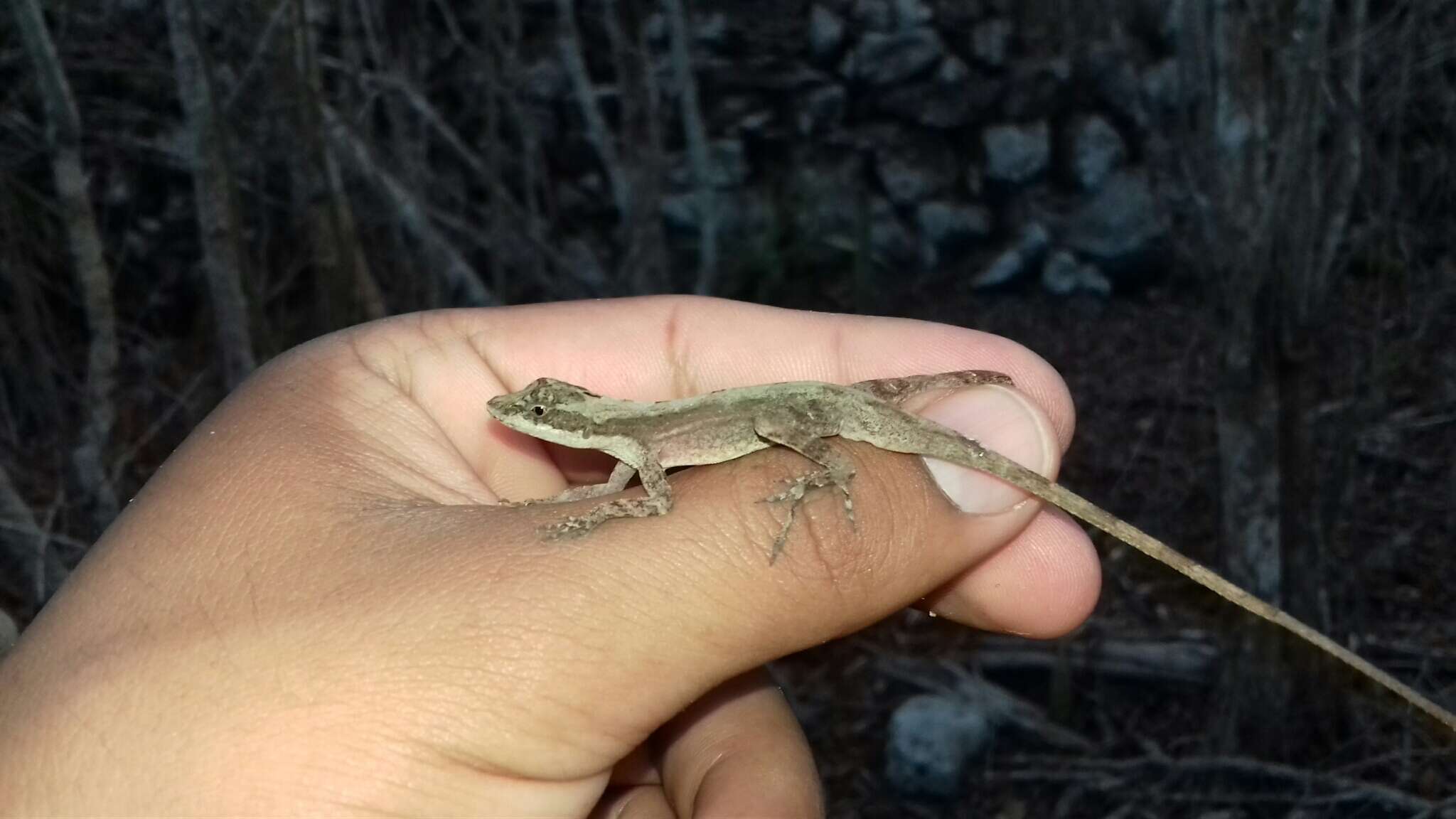 Imagem de Anolis rodriguezii Bocourt 1873