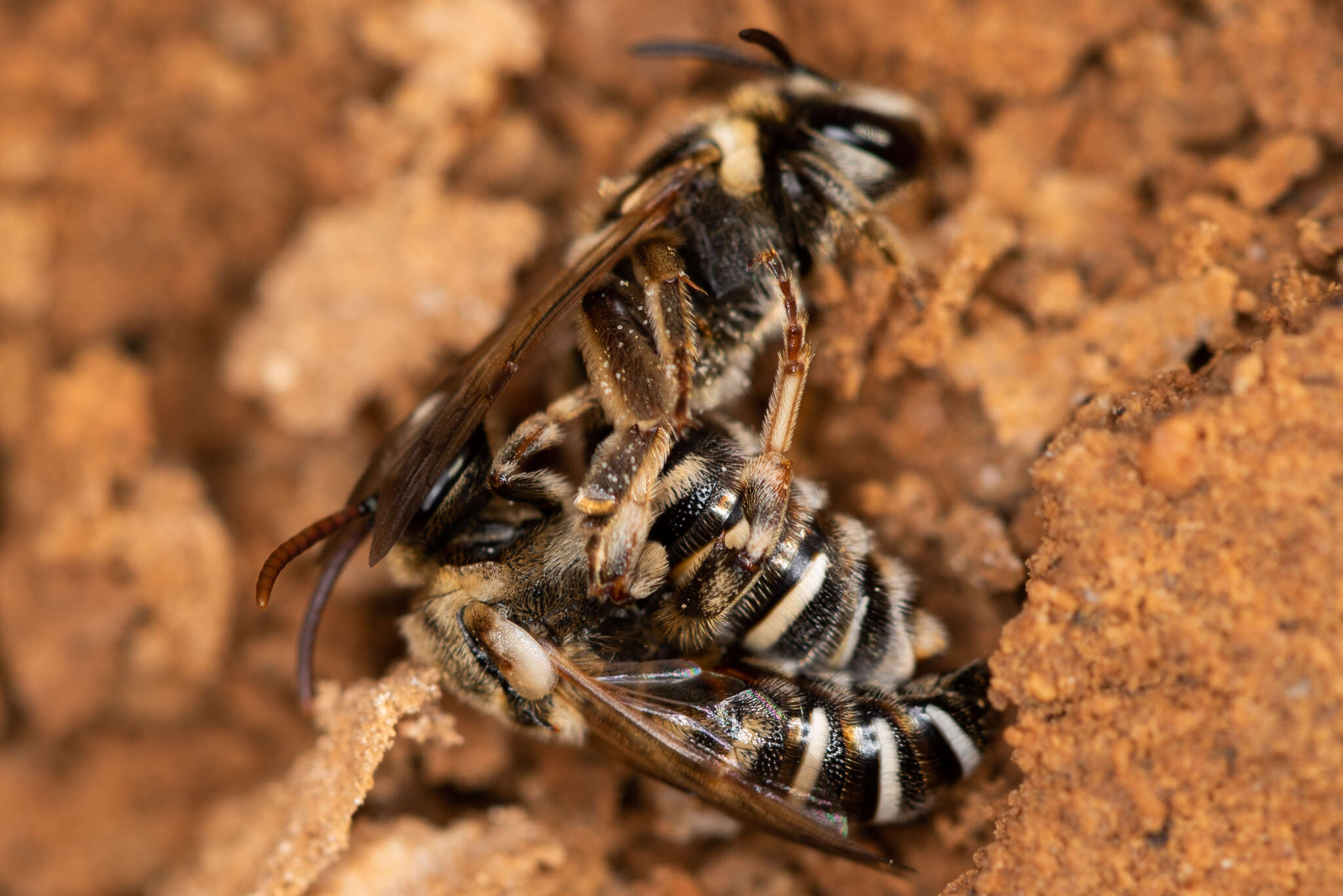 Pseudapis bispinosa (Brullé 1832) resmi