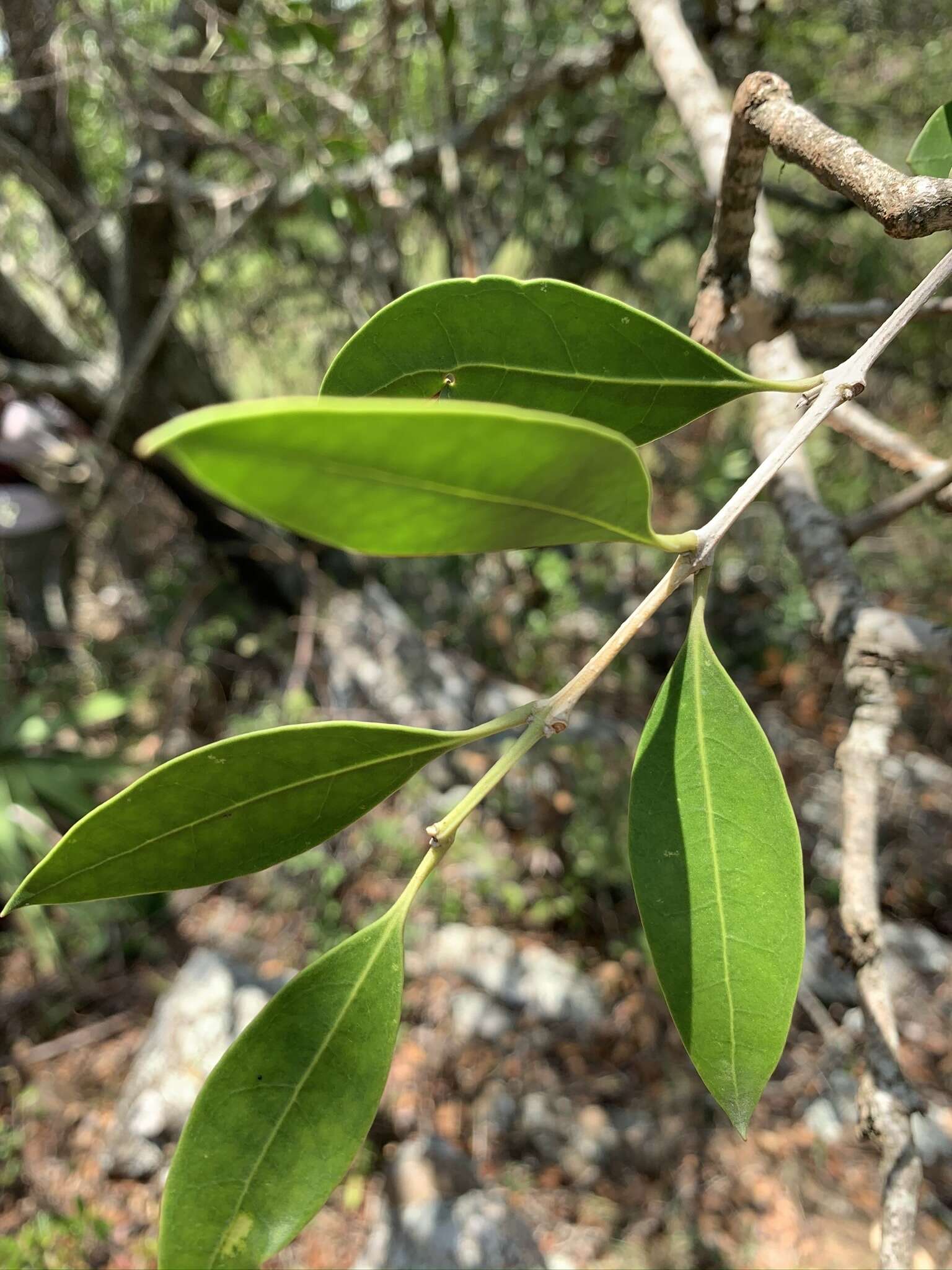 Plancia ëd Olea capensis subsp. enervis (Harv.) I. Verd.