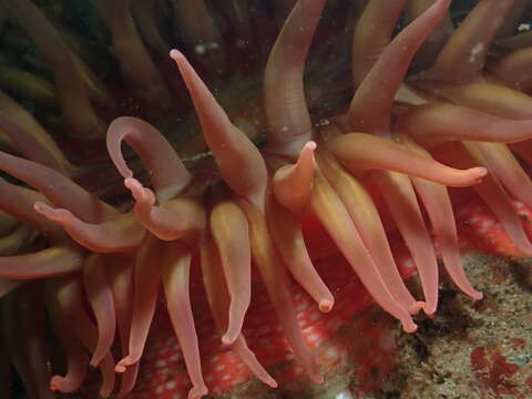 Image of White-spotted Rose Anemone