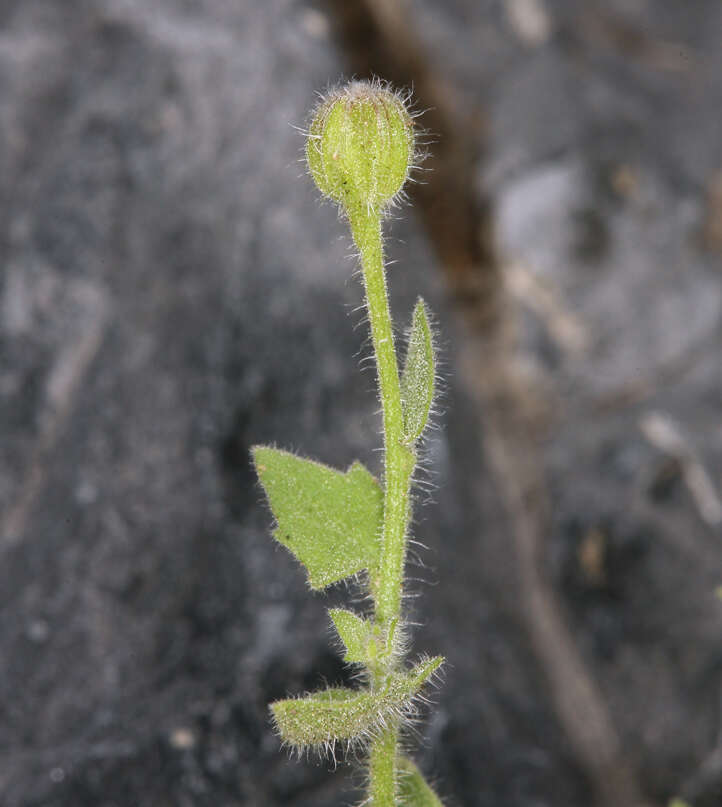 Perityle inyoensis (Ferris) A. M. Powell resmi