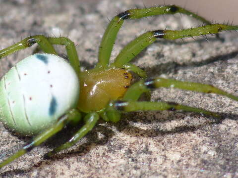 Image of Aoaraneus pentagrammicus