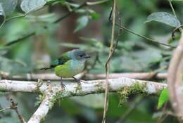 Image of Black-headed Tanager