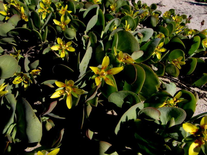 Image of Roepera cordifolia (L. fil.) Beier & Thulin