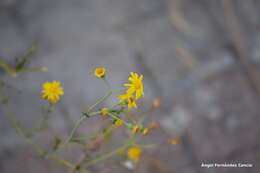 Image of French groundsel