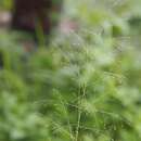 Image of tropical dropseed
