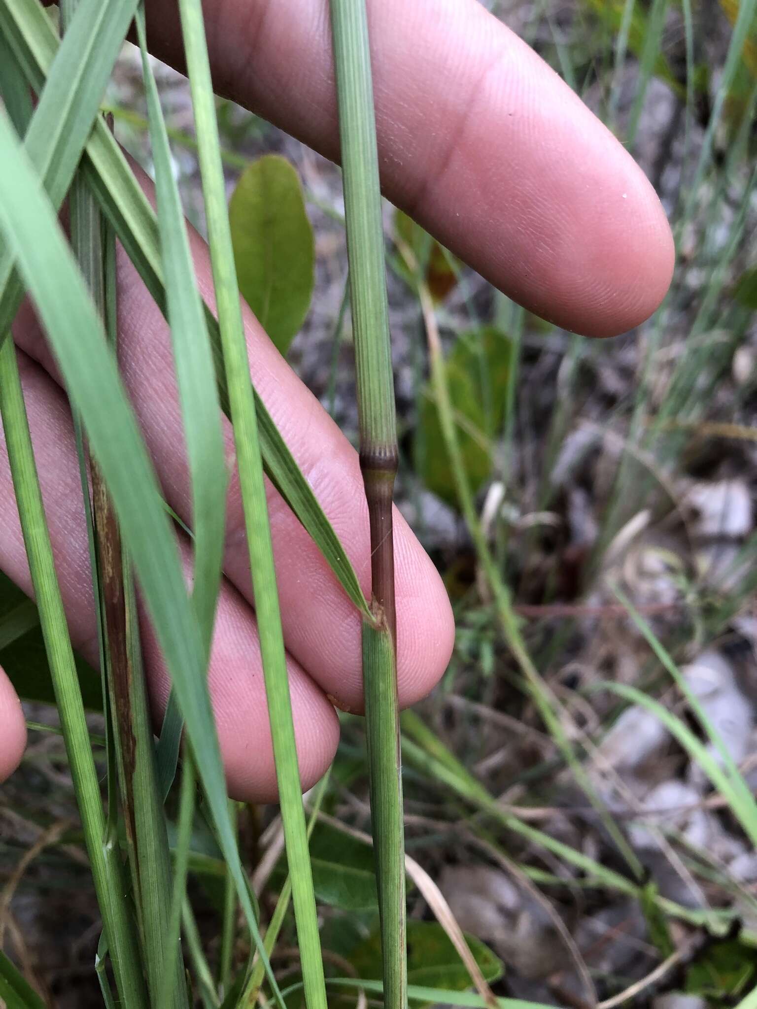 Image of Caribbean crabgrass