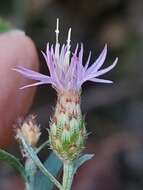 Слика од Centaurea langei Nym.