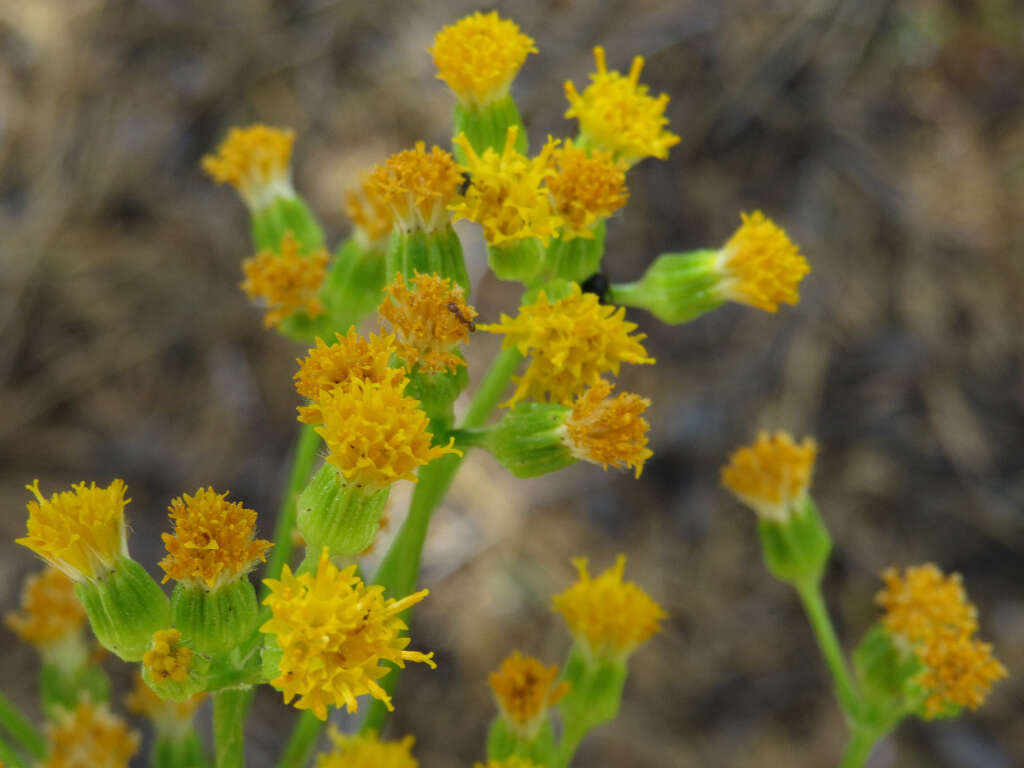 Senecio aronicoides DC. resmi