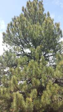 Image of ponderosa pine