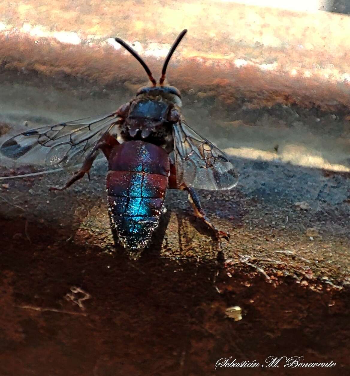 Mesocheira bicolor (Fabricius 1804) resmi