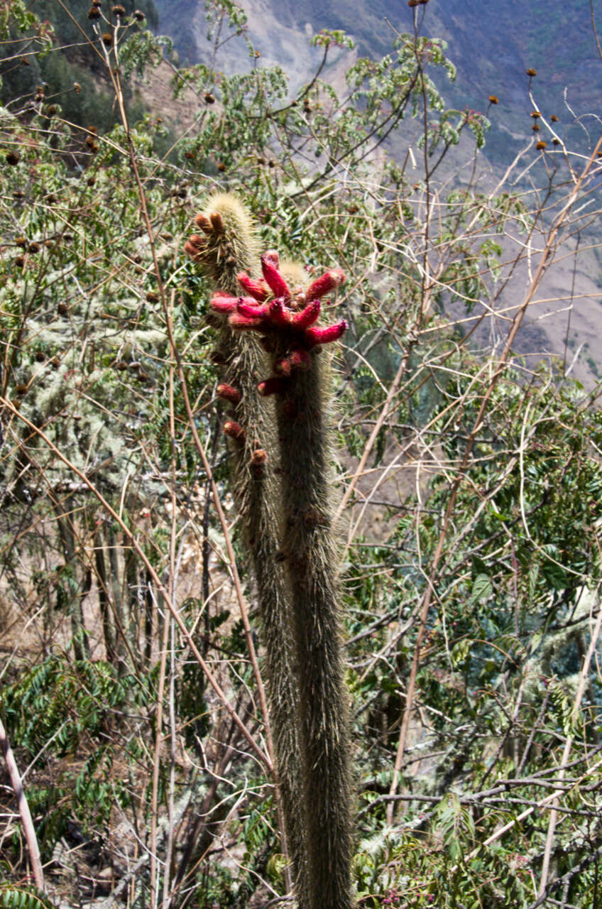 صورة Cleistocactus buchtienii Backeb.