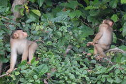 Image of Pig-Tail Macaque