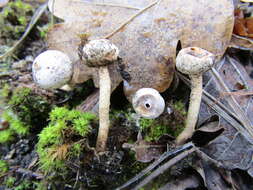 Image of Tulostoma brumale Pers. 1794